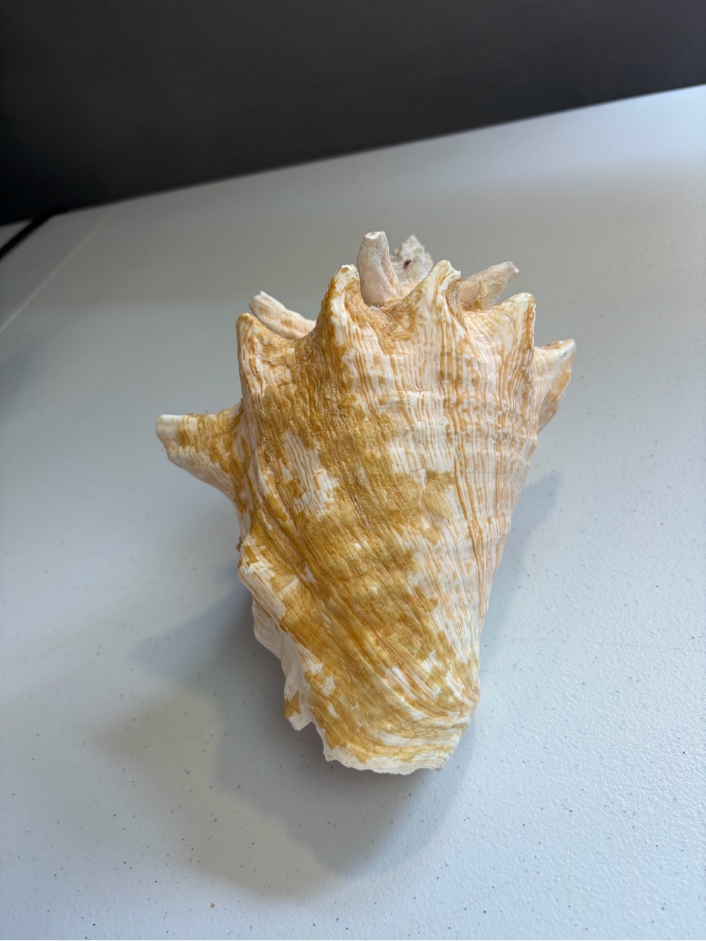 Natural Queen Conch Shell 8" Long Large Pink Rare Ocean Home Decor Seashell - Picture 2 of 7